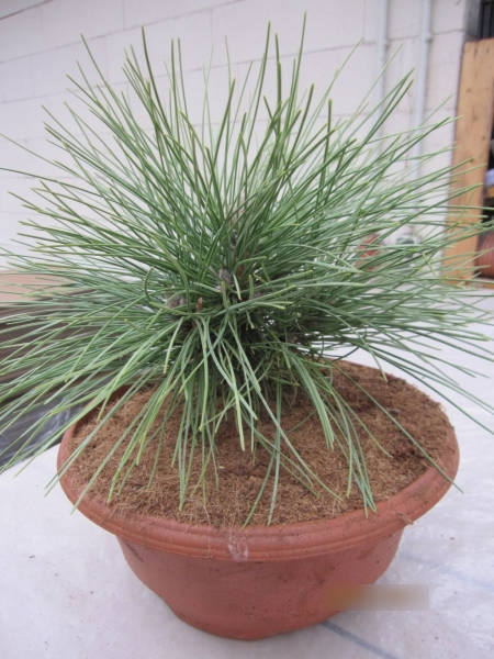 Pinus resinosa Pillnitz - Amerikanische Zwerg-Rotkiefer Pillnitz